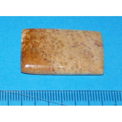 Fossiel koraal cabochon CIR - Indonesië - 32x21mm