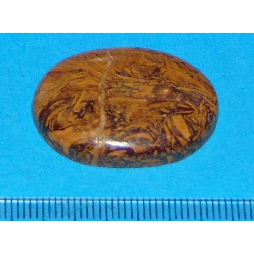Marium fossiel Jaspis cabochon CM - 30,8x21,2mm