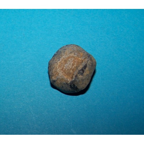 Fossiele schelp Yunnanellina Grabau, exemplaar A