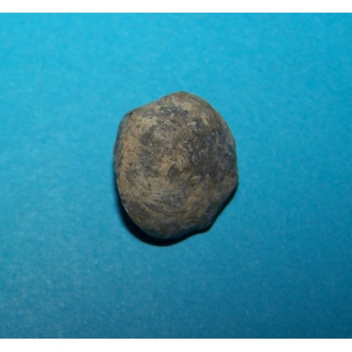 Fossiele schelp Yunnanellina Grabau, exemplaar C