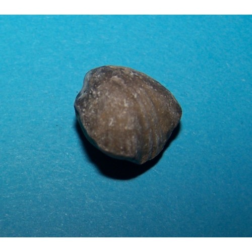 Fossiele schelp Yunnanellina Grabau, exemplaar D