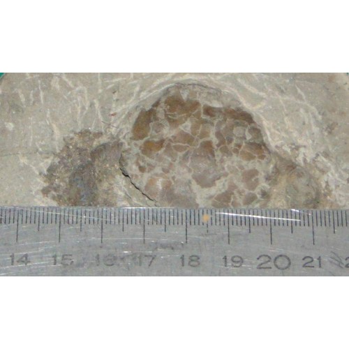 Fossiele krab Pulalius vulgaris - Washington