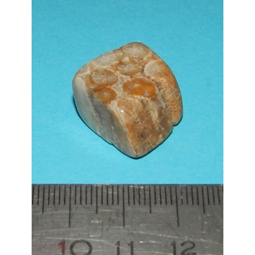 Fossiel Honingraat Koraal - steen A