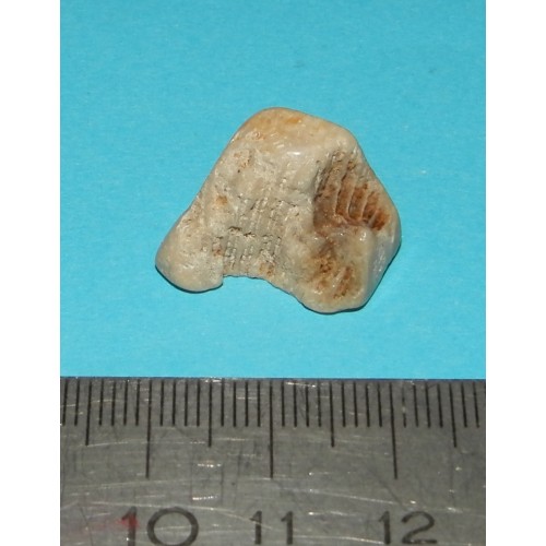 Fossiel Honingraat Koraal - steen F