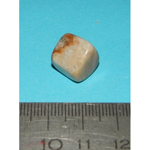 Fossiel Honingraat Koraal - steen I