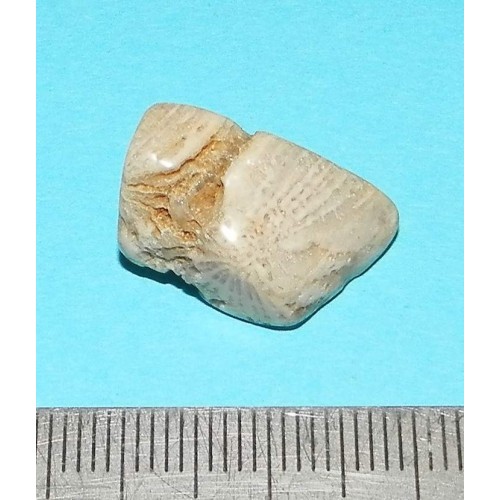 Fossiel Honingraat Koraal - steen N