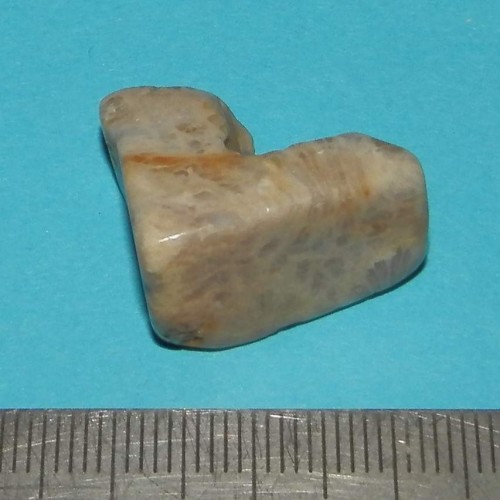 Fossiel Honingraat Koraal - steen O