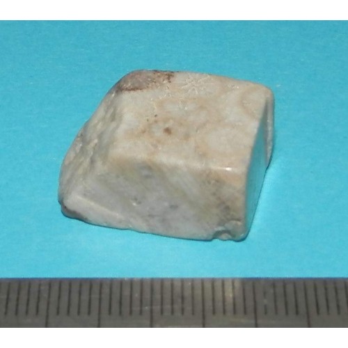 Fossiel Honingraat Koraal - steen P