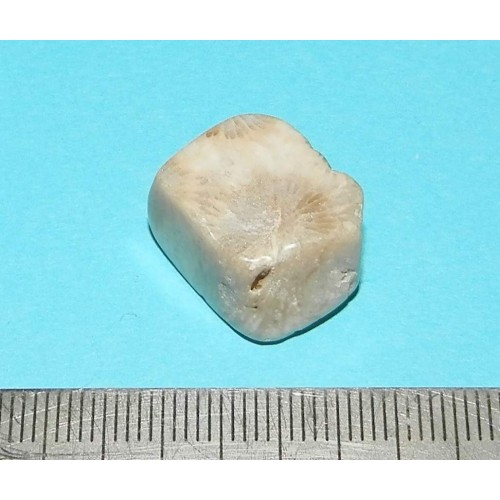 Fossiel Honingraat Koraal - steen S