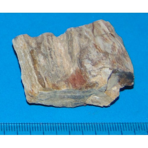 Versteend Hout - Madagaskar - steen MS