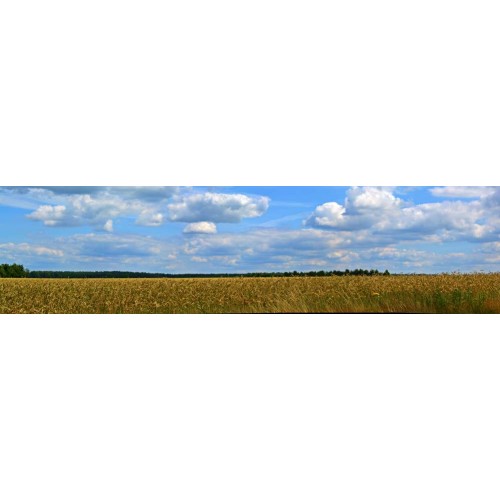 Landschap N - wolken boven korenveld - achtergrond