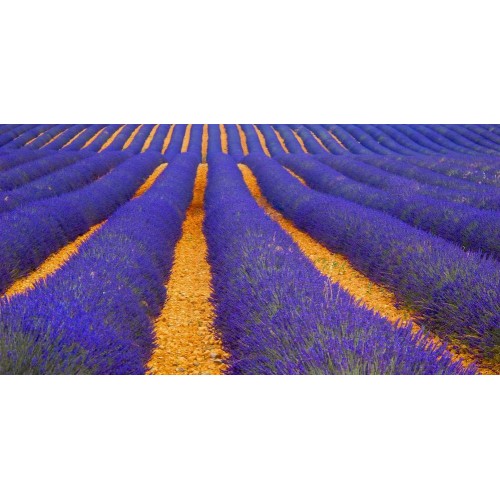 Lavendel print - A3